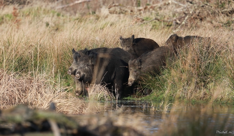 Photo Mammifères Sanglier