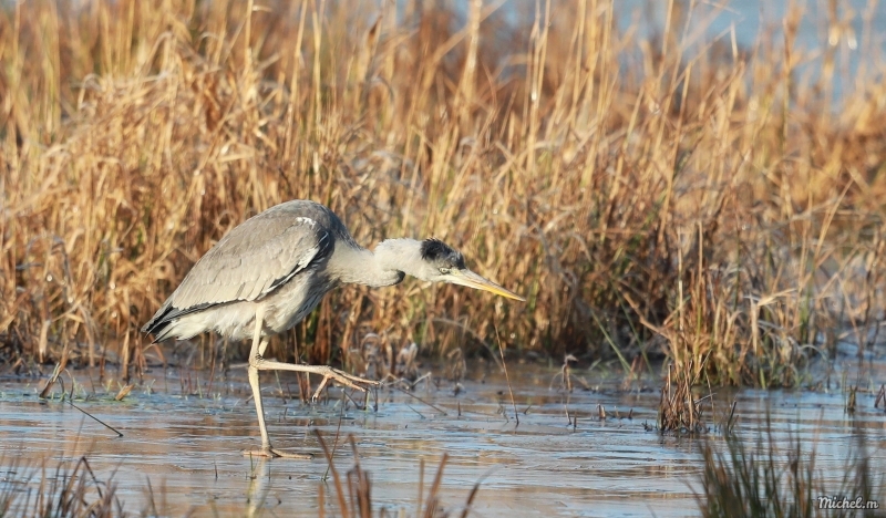 Photo Oiseaux Héron cendré