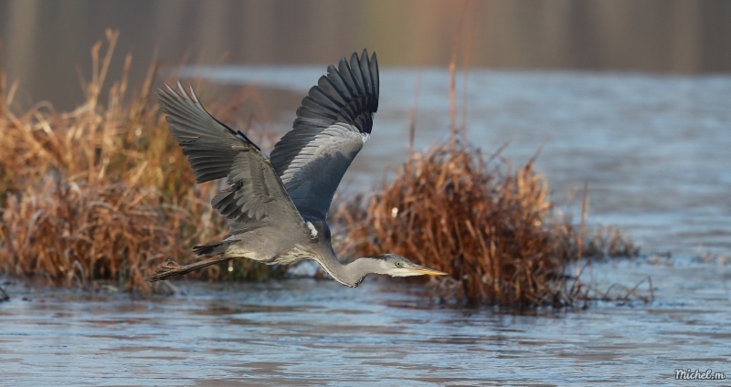 Photo Oiseaux Héron cendré