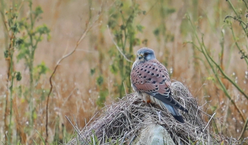 Photo Oiseaux Faucon crécerelle