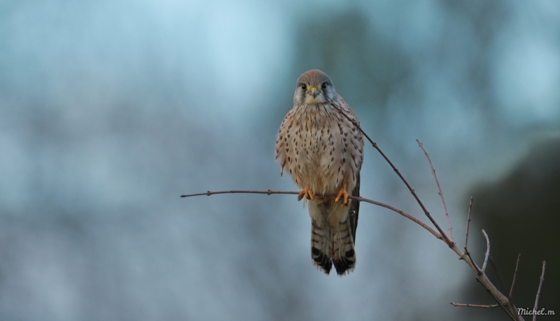 Photo Oiseaux Faucon crécerelle