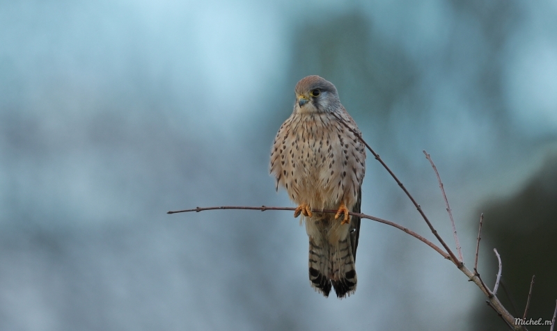 Photo Oiseaux Faucon crécerelle