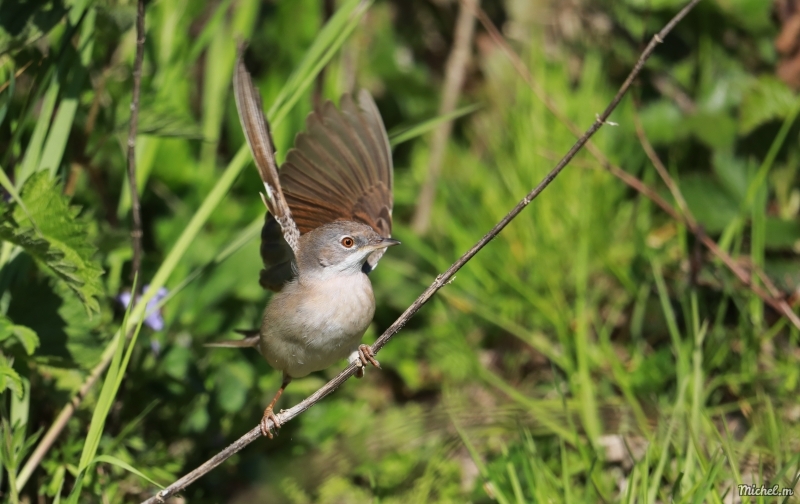 Photo Oiseaux Fauvette grisette