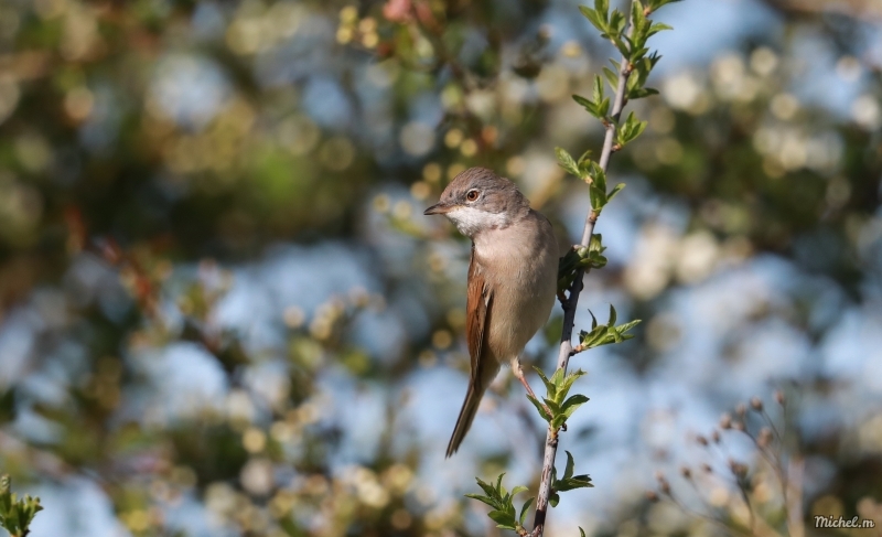 Photo Oiseaux Fauvette grisette