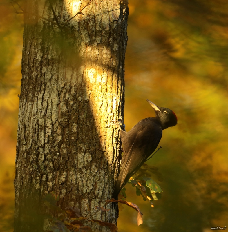 Photo Oiseaux Pic noir