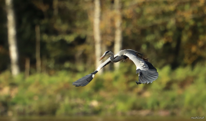 Photo Oiseaux Héron cendré