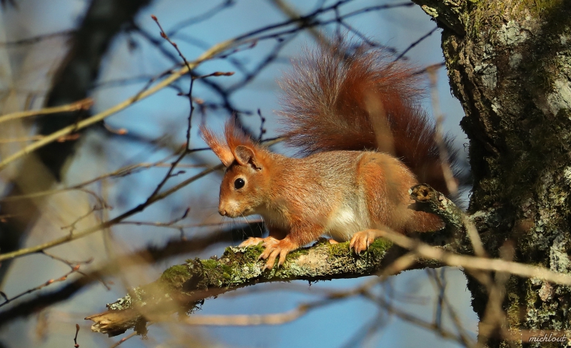 420A7639.JPG Ecureuil roux (Sciurus vulgaris)