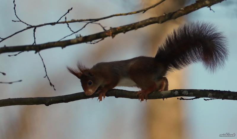 420A7641.JPG Ecureuil roux (Sciurus vulgaris)