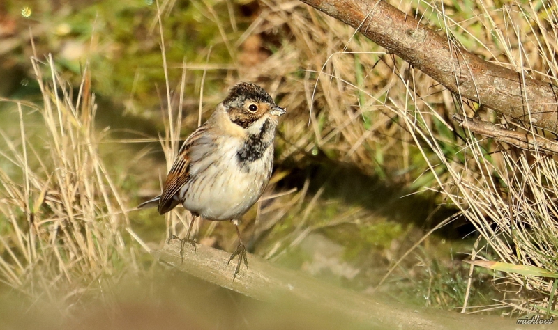 Photo Oiseaux Bruant des roseaux