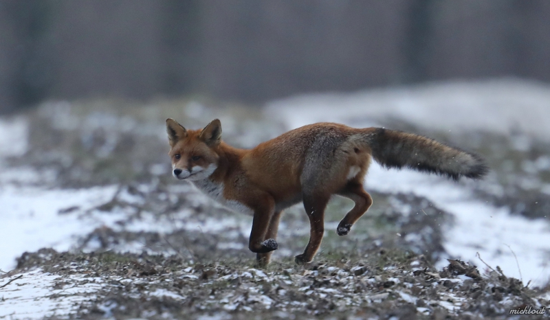 Photo Mammifères Renard roux (vulpes vulpes).