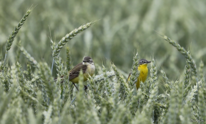 Photo Oiseaux Bergeronette printanière (Motacilla flava)