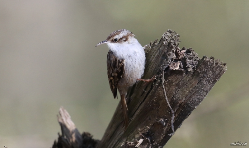 Photo Oiseaux Grimpereau des jardins (Certhia brachydactyla)