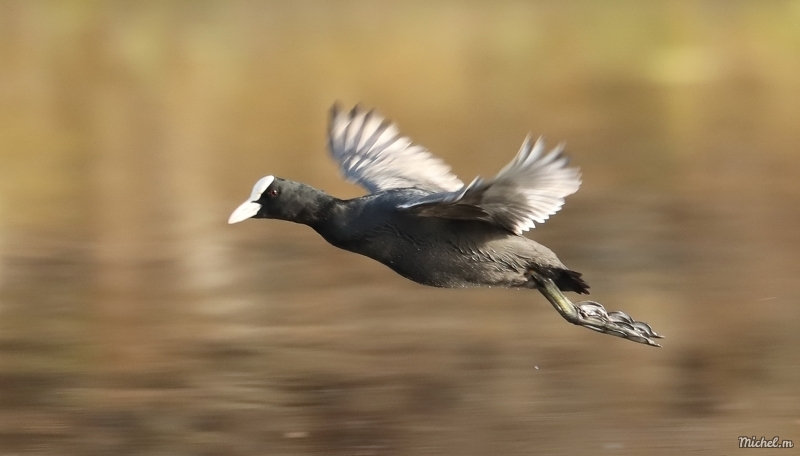 Photo Oiseaux Foulque macroule (Fulica atra)