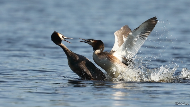 Photo Oiseaux Grèbe huppé