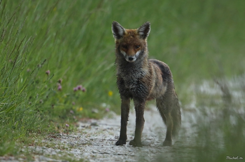 Photo Mammifères Renard