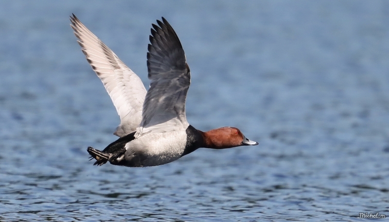 Photo Oiseaux Fuligule milouin (Aythya ferina)