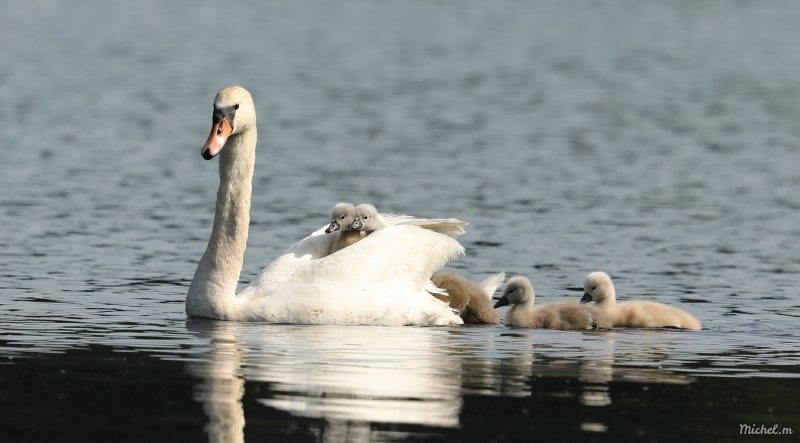 Photo Oiseaux Cygne tuberculé