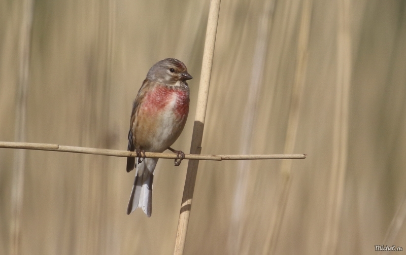 Photo Oiseaux Linotte mélodieuse