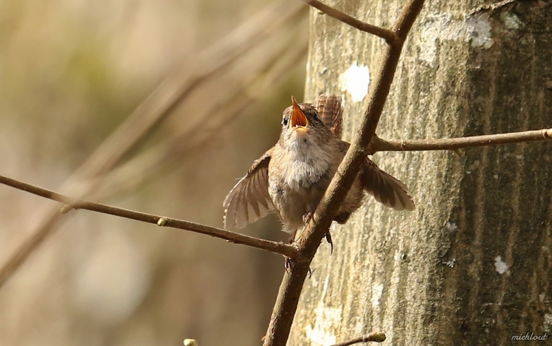 Photo Oiseaux Troglodyte mignon