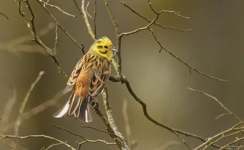 Photo Oiseaux Bruant jaune (Emberiza citrinella)