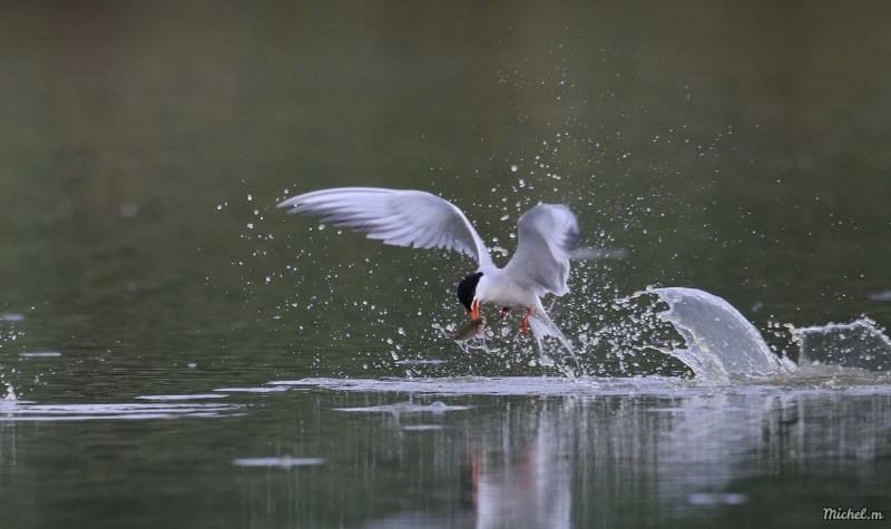 Photo Oiseaux Sterne pierregarin