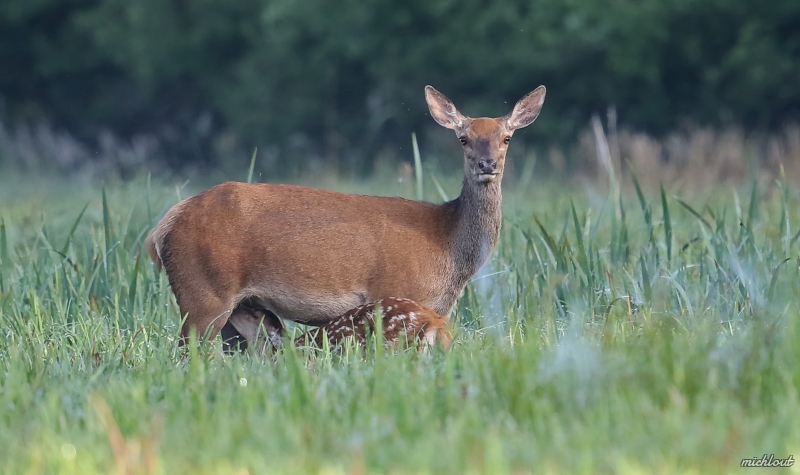 7S9A3558.JPG Biche et son faon
