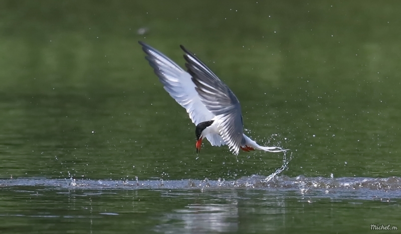 Photo Oiseaux Sterne pierregarin