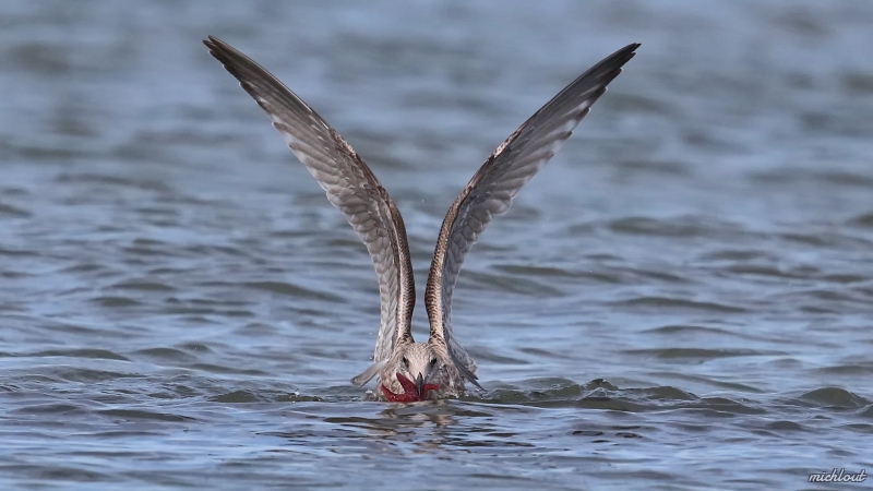 Photo Oiseaux  Goéland pontique 