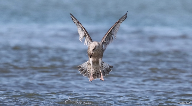 Photo Oiseaux  Goéland pontique 
