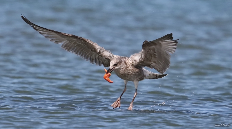 Photo Oiseaux  Goéland pontique 