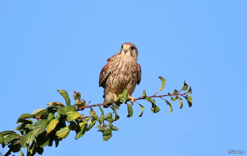 Photo Oiseaux Faucon crécerelle