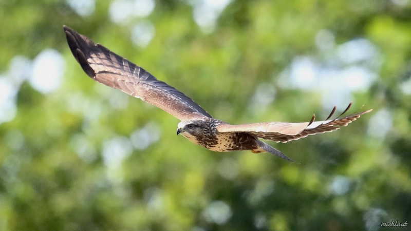 Photo Oiseaux Buse