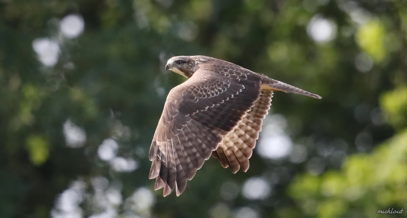 Photo Oiseaux Buse
