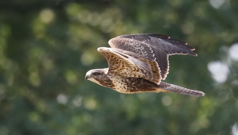 Photo Oiseaux Buse