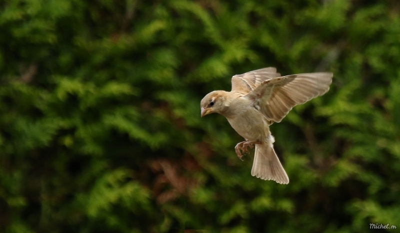 Photo Oiseaux Moineau domestique (Passer domesticus) mâle