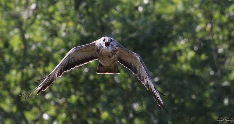 Photo Oiseaux Buse