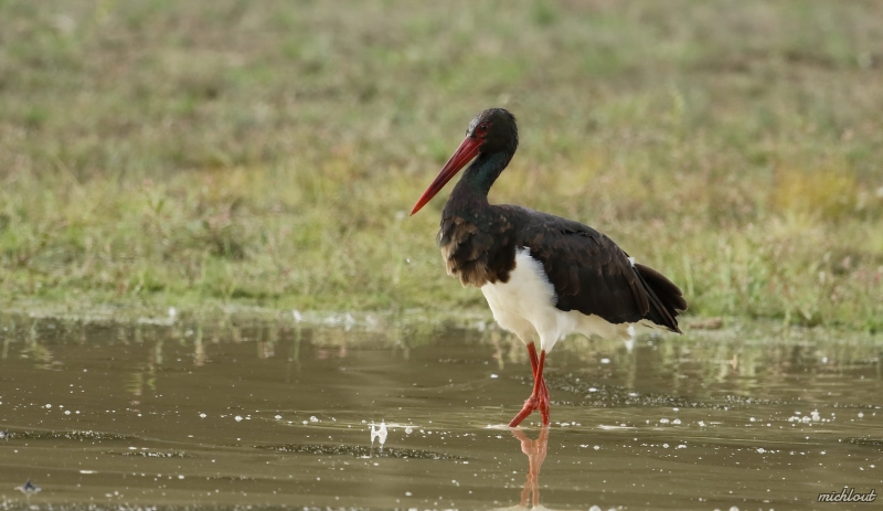 Photo Oiseaux cigogne noire