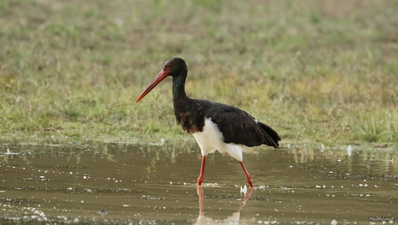 Photo Oiseaux cigogne noire