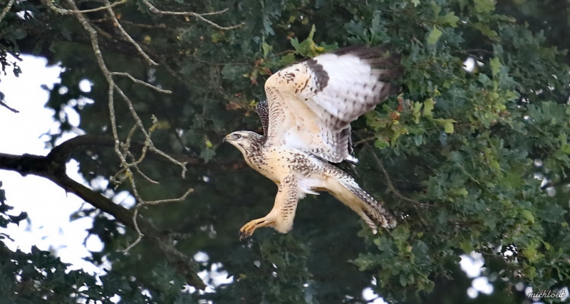 Photo Oiseaux Buse