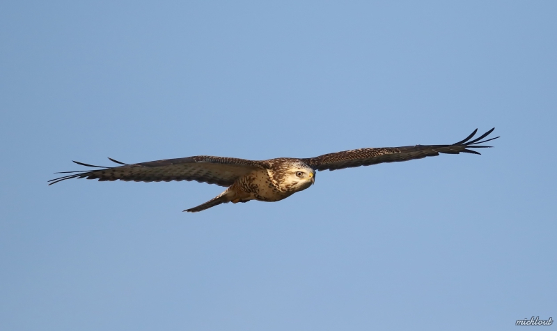 Photo Oiseaux Buse