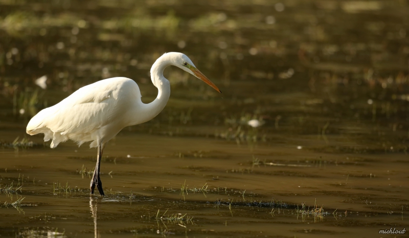 Photo Oiseaux Grande aigrette