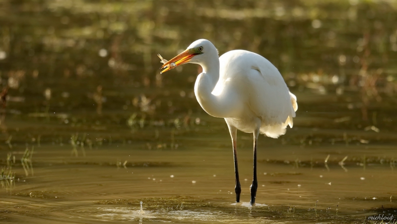 Photo Oiseaux Grande aigrette