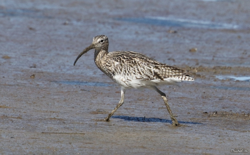 Photo Oiseaux Courlis cendré (Numenius arquata)