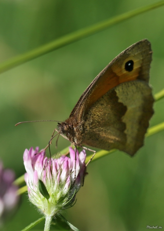 Photo Insectes Myrtil (Maniola jurtina)