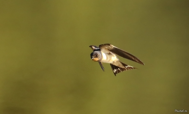 Photo Oiseaux Hirondelle rustique