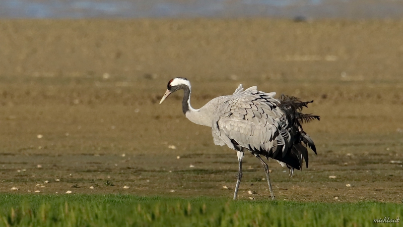 Photo Oiseaux Grue cendrée (Megalornis grus)