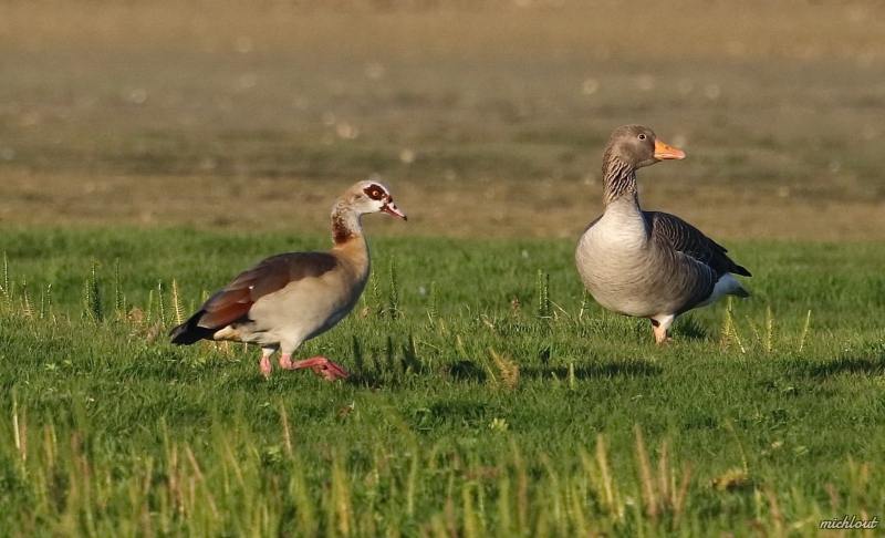 Photo Oiseaux Ouette d'Egypte