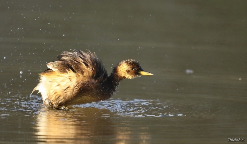 Photo Oiseaux Grèbe castagneux