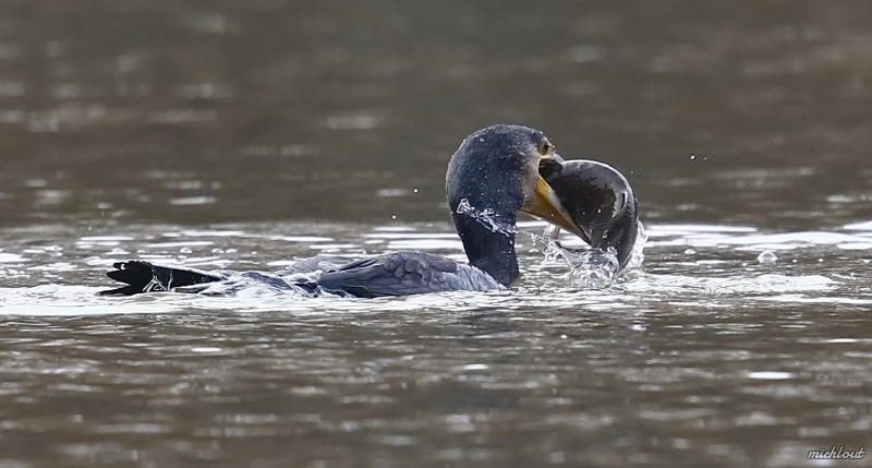 Photo Oiseaux Grand cormoran
