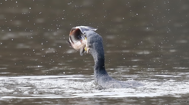 Photo Oiseaux Grand cormoran